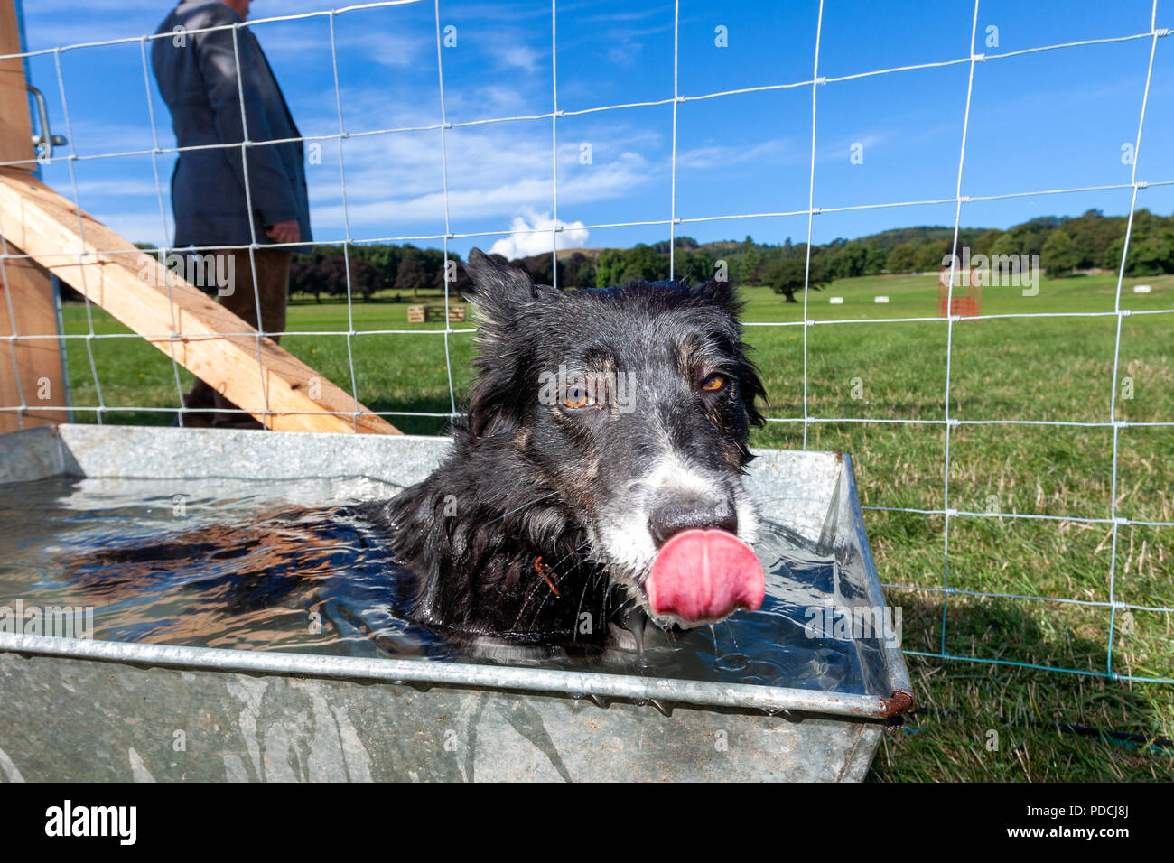 Nannerch, North Wales, . UK Weather: Hot and sunny weather perfect for the Welsh National Sheep Dog Trials being held in the rural village of Nannerch at the Penbedw Estate in Flintshire. A sheep dog called Brenig Taran relaxing in the cold water provided for the dogs to cool down after competing at the National Sheep Dog Trials in the hot weather, Nannerch, Flintshire Stock Photo