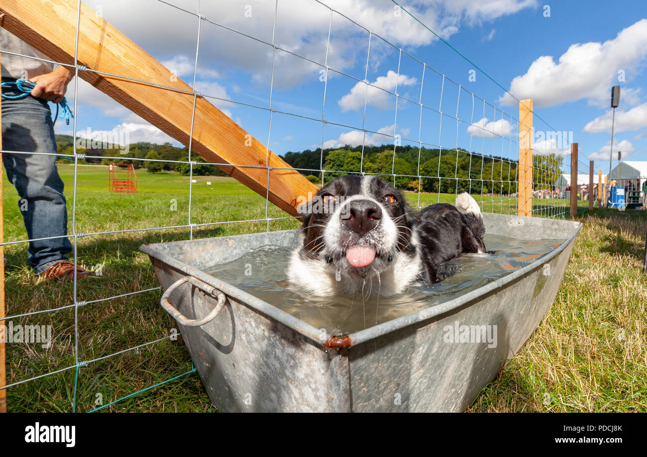 Nannerch, North Wales, . UK Weather: Hot and sunny weather perfect for the Welsh National Sheep Dog Trials being held in the rural village of Nannerch at the Penbedw Estate in Flintshire. A sheep dog called Jimmy relaxing in the cold water provided for the dogs to cool down after competing at the National Sheep Dog Trials in the hot weather, Nannerch, Flintshire Stock Photo