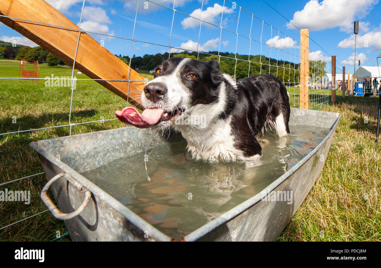 Nannerch, North Wales, UK Weather: Hot and sunny weather perfect for the Welsh National Sheep Dog Trials being held in the rural village of Nannerch at the Penbedw Estate in Flintshire. A sheep dog called Jimmy relaxing in the cold water provided for the dogs to cool down after competing at the National Sheep Dog Trials in the hot weather, Nannerch, Flintshire Stock Photo