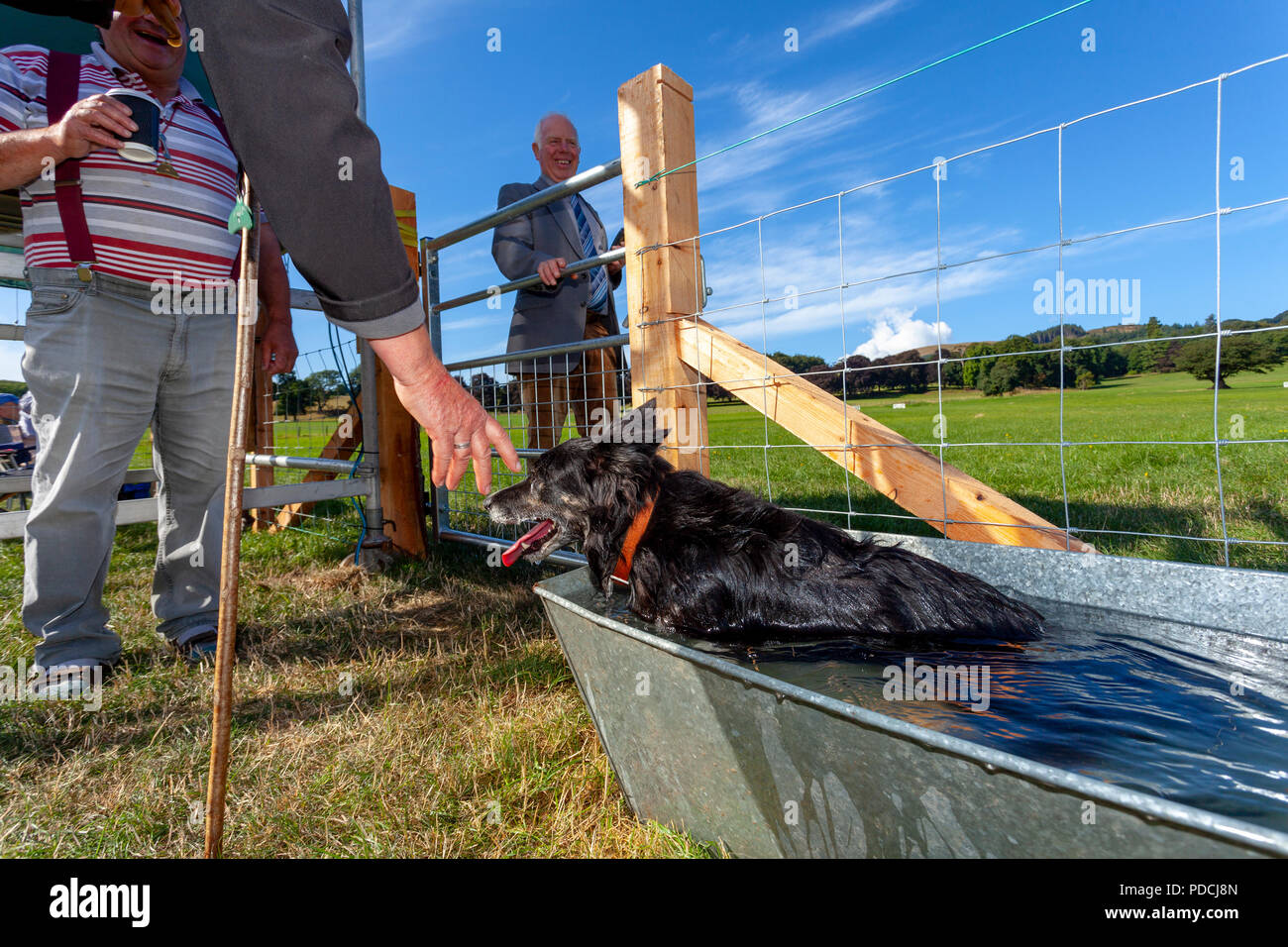 Nannerch, North Wales, UK Weather: Hot and sunny weather perfect for the Welsh National Sheep Dog Trials being held in the rural village of Nannerch at the Penbedw Estate in Flintshire. A sheep dog called Brenig Taran relaxing in the cold water provided for the dogs to cool down after competing at the National Sheep Dog Trials in the hot weather, Nannerch, Flintshire Stock Photo