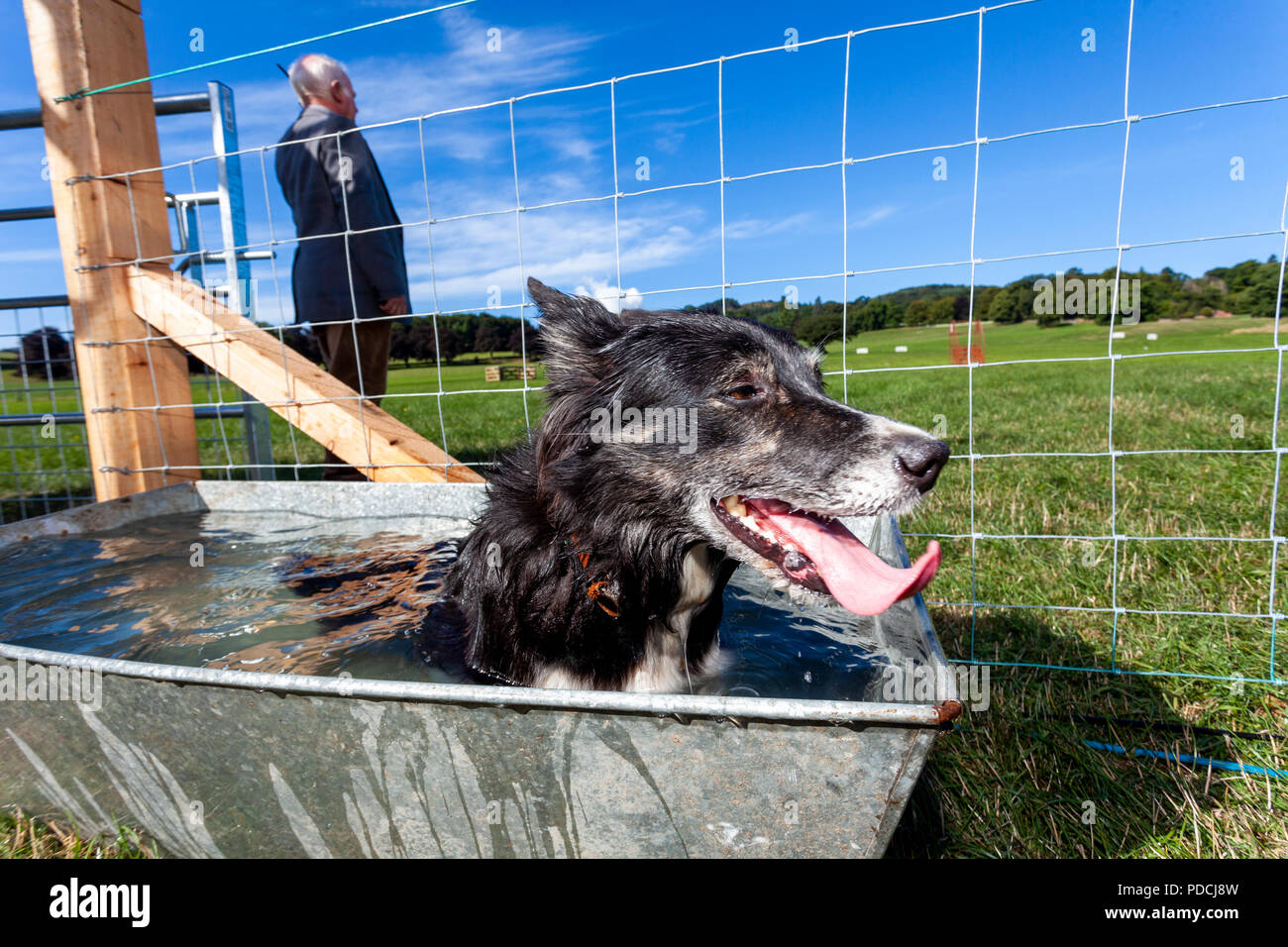 Nannerch, North Wales, UK Weather: Hot and sunny weather perfect for the Welsh National Sheep Dog Trials being held in the rural village of Nannerch at the Penbedw Estate in Flintshire. A sheep dog  called Brenig Taran relaxing in the cold water provided for the dogs to cool down after competing at the National Sheep Dog Trials in the hot weather, Nannerch, Flintshire Stock Photo