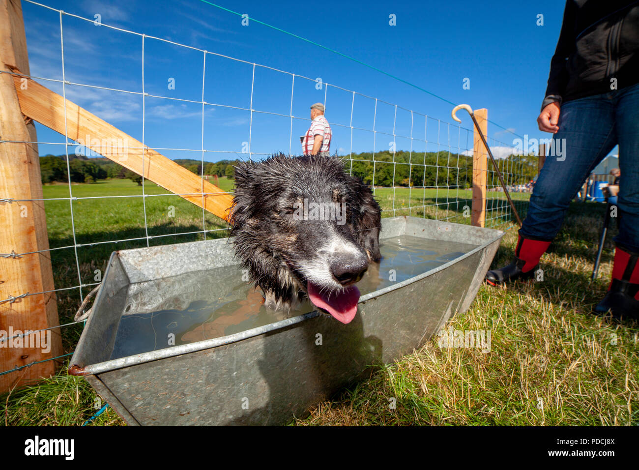 Nannerch, North Wales, UK Weather: Hot and sunny weather perfect for the Welsh National Sheep Dog Trials being held in the rural village of Nannerch at the Penbedw Estate in Flintshire. A sheep dog called Brenig Taran relaxing in the cold water provided for the dogs to cool down after competing at the National Sheep Dog Trials in the hot weather, Nannerch, Flintshire Stock Photo