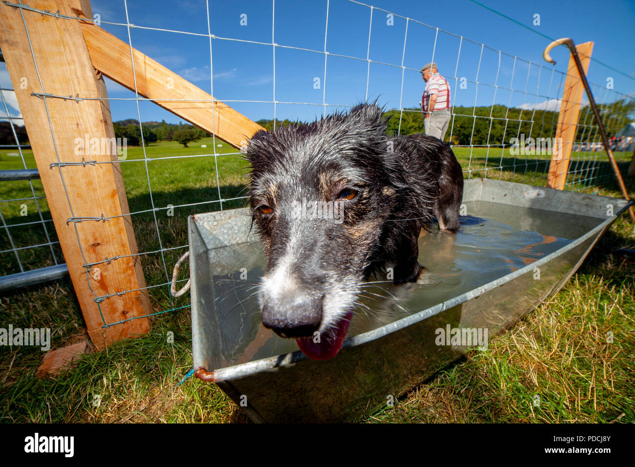 Nannerch, North Wales, UK Weather: Hot and sunny weather perfect for the Welsh National Sheep Dog Trials being held in the rural village of Nannerch at the Penbedw Estate in Flintshire. A sheep dog relaxing in the cold water provided for the dogs to cool down after competing at the National Sheep Dog Trials in the hot weather, Nannerch, Flintshire Stock Photo