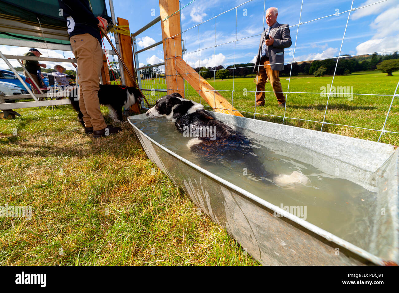 Nannerch, North Wales, UK Weather: Hot and sunny weather perfect for the Welsh National Sheep Dog Trials being held in the rural village of Nannerch at the Penbedw Estate in Flintshire. A sheep dog relaxing in the cold water provided for the dogs to cool down after competing at the National Sheep Dog Trials in the hot weather, Nannerch, Flintshire Stock Photo