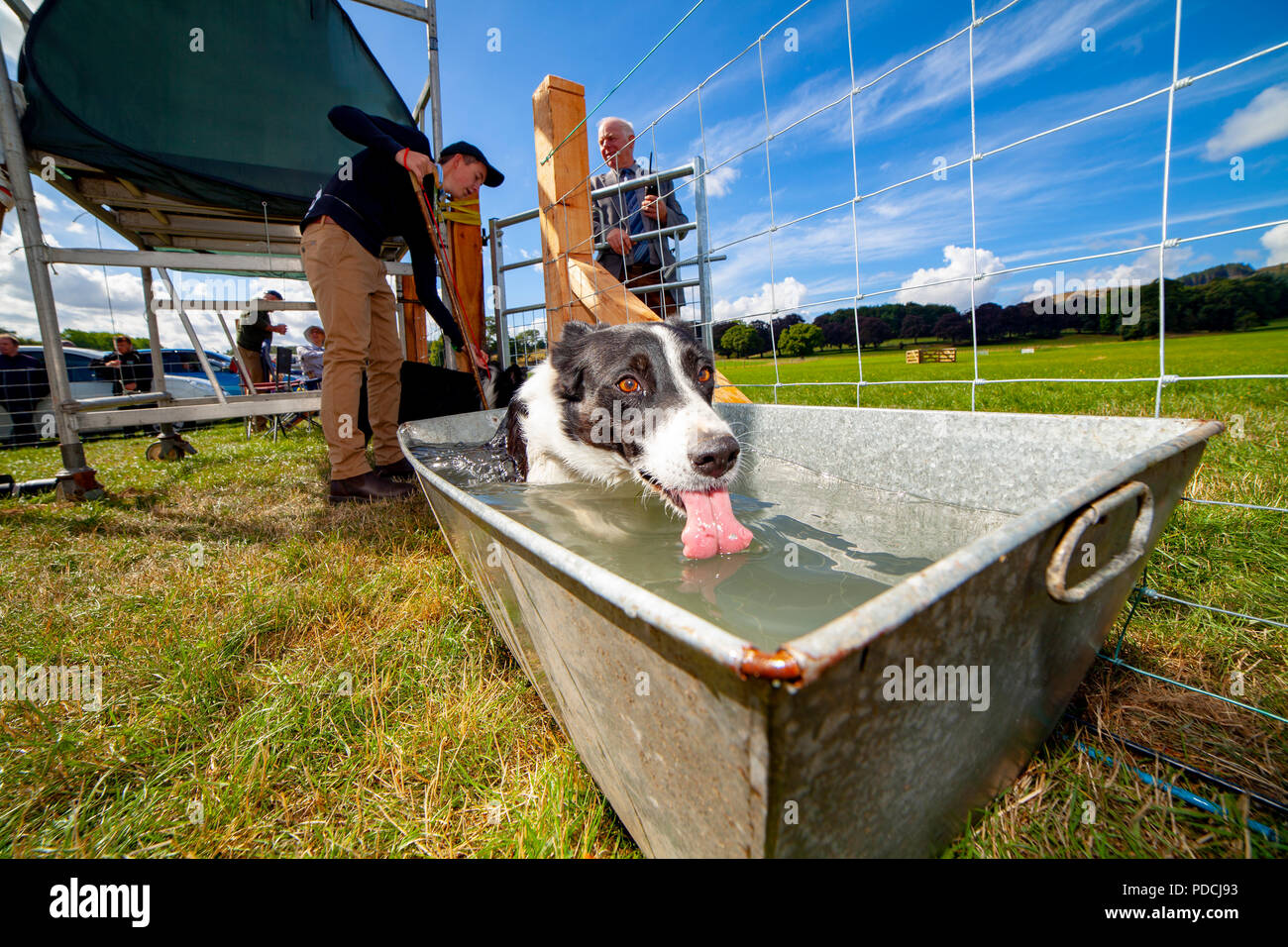 Nannerch, North Wales,  UK Weather: Hot and sunny weather perfect for the Welsh National Sheep Dog Trials being held in the rural village of Nannerch at the Penbedw Estate in Flintshire. A sheep dog called Meg relaxing in the cold water provided for the dogs to cool down after competing at the National Sheep Dog Trials in the hot weather, Nannerch, Flintshire Stock Photo