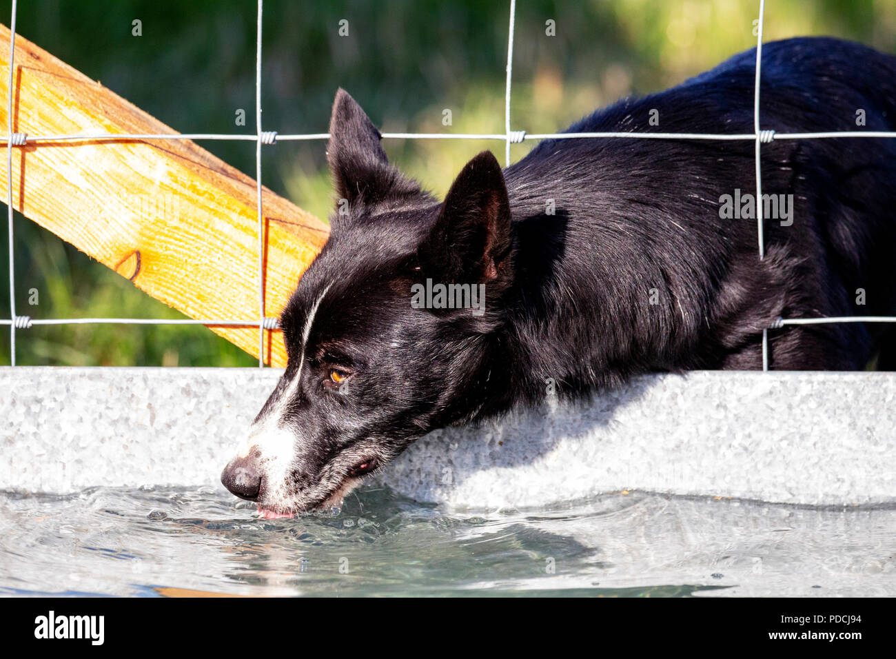 Nannerch, North Wales, 9th August 2018. UK Weather: Hot and sunny weather perfect for the Welsh National Sheep Dog Trials being held in the rural village of Nannerch at the Penbedw Estate in Flintshire. A sheep dog relaxing having a drink of water provided for the dogs to cool down after competing at the National Sheep Dog Trials in the hot weather, Nannerch, Flintshire © DGDImages/AlamyNews Stock Photo