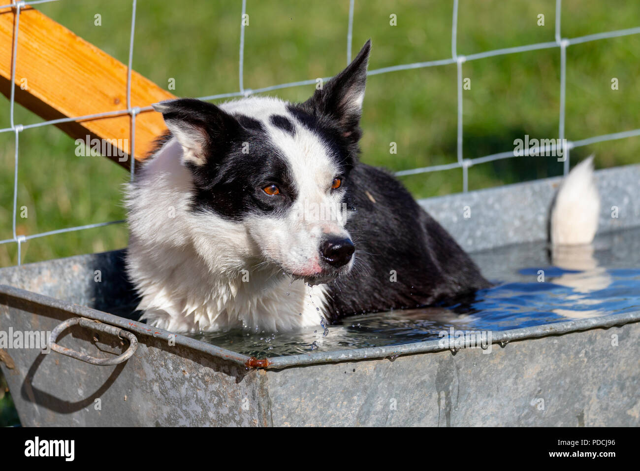 Nannerch, North Wales,  UK Weather: Hot and sunny weather perfect for the Welsh National Sheep Dog Trials being held in the rural village of Nannerch at the Penbedw Estate in Flintshire. A sheep dog called Meg relaxing in the cold water provided for the dogs to cool down after competing at the National Sheep Dog Trials in the hot weather, Nannerch, Flintshire Stock Photo