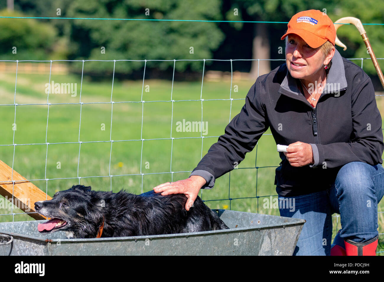 A shepherdess rewarding her sheep dog with a cool down bath at the National Sheep Dog Trials, Nannerch, Flintshire Stock Photo