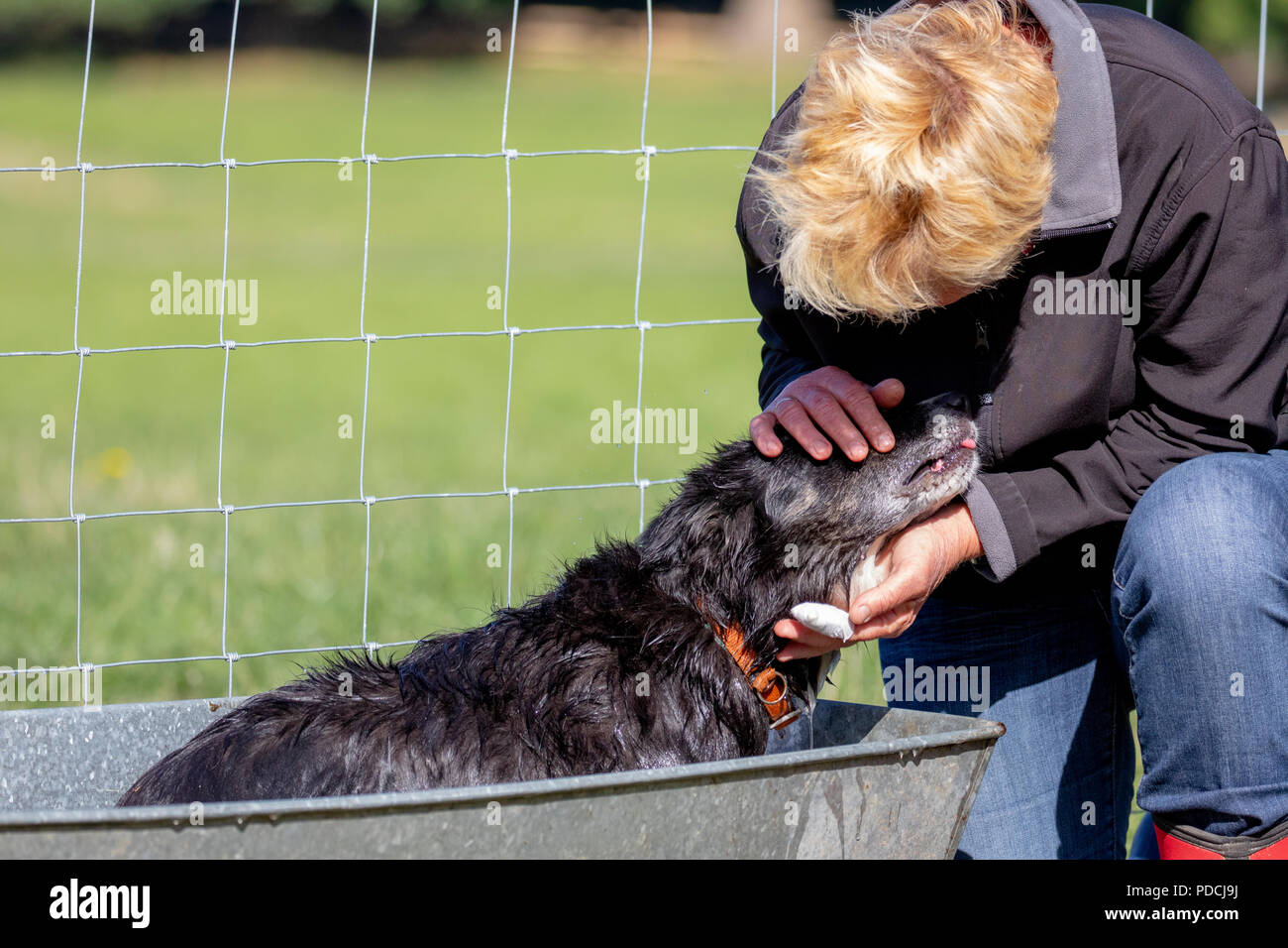 A shepherdess rewarding her sheep dog with a cool down bath at the National Sheep Dog Trials, Nannerch, Flintshire Stock Photo