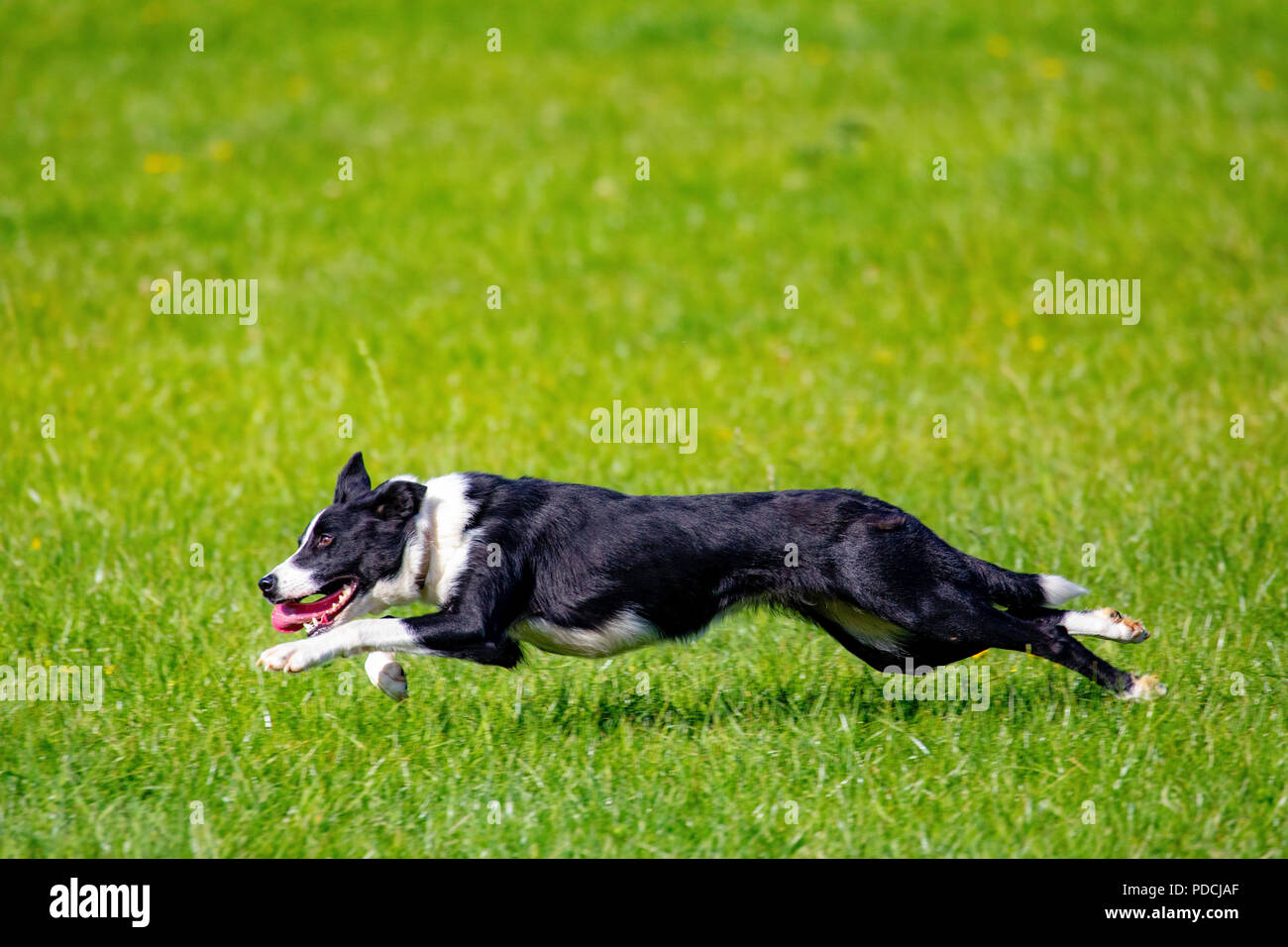 Sheep dog full pelt hires stock photography and images Alamy