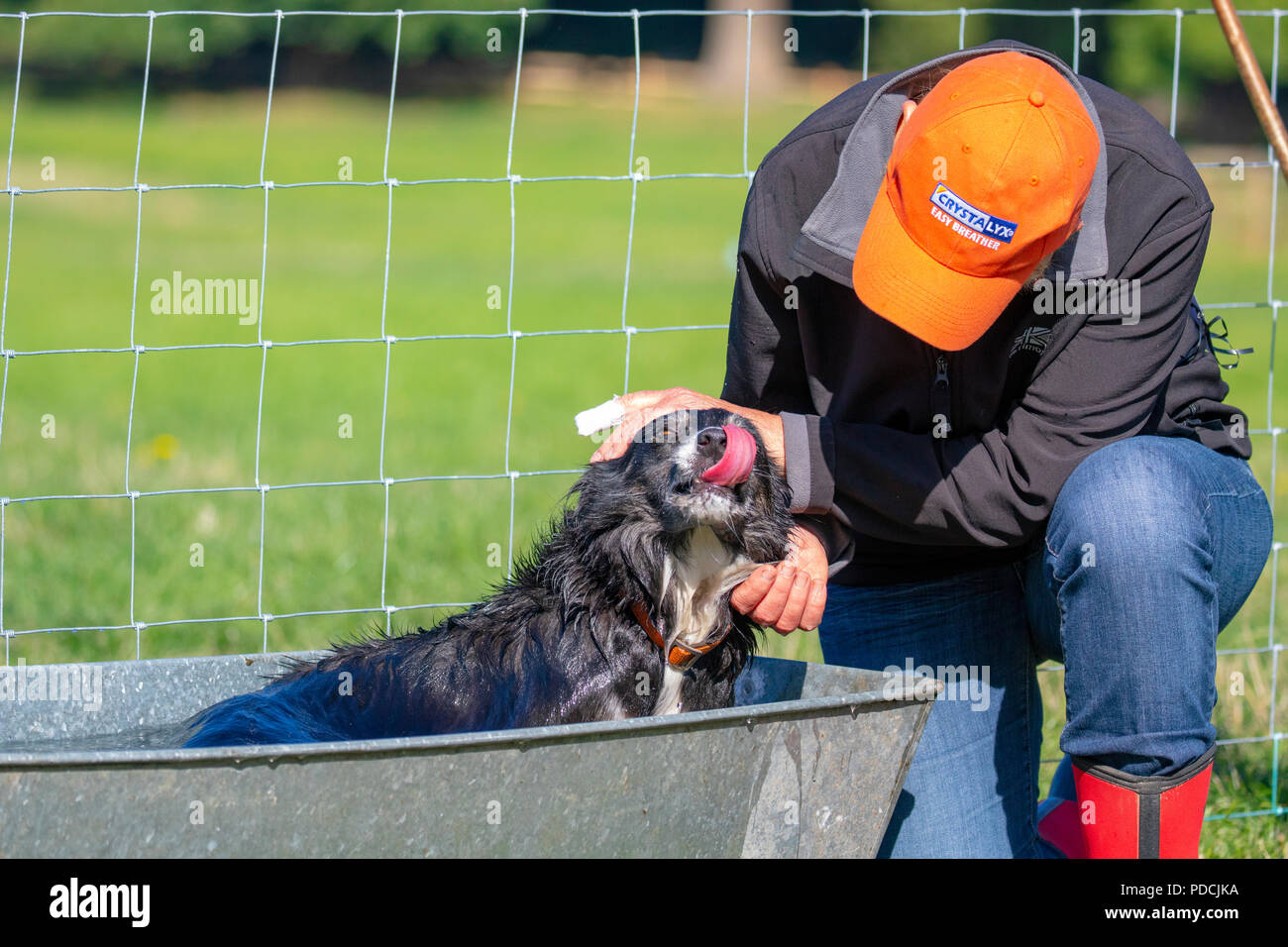 Nannerch, North Wales, UK Weather: Hot and sunny weather perfect for the Welsh National Sheep Dog Trials being held in the rural village of Nannerch at the Penbedw Estate in Flintshire part of the Clwydian Range. A shepherd cooling off her sheep dog after competing at the National Sheep Dog Trials held at Nannerch, Flinthsire Stock Photo