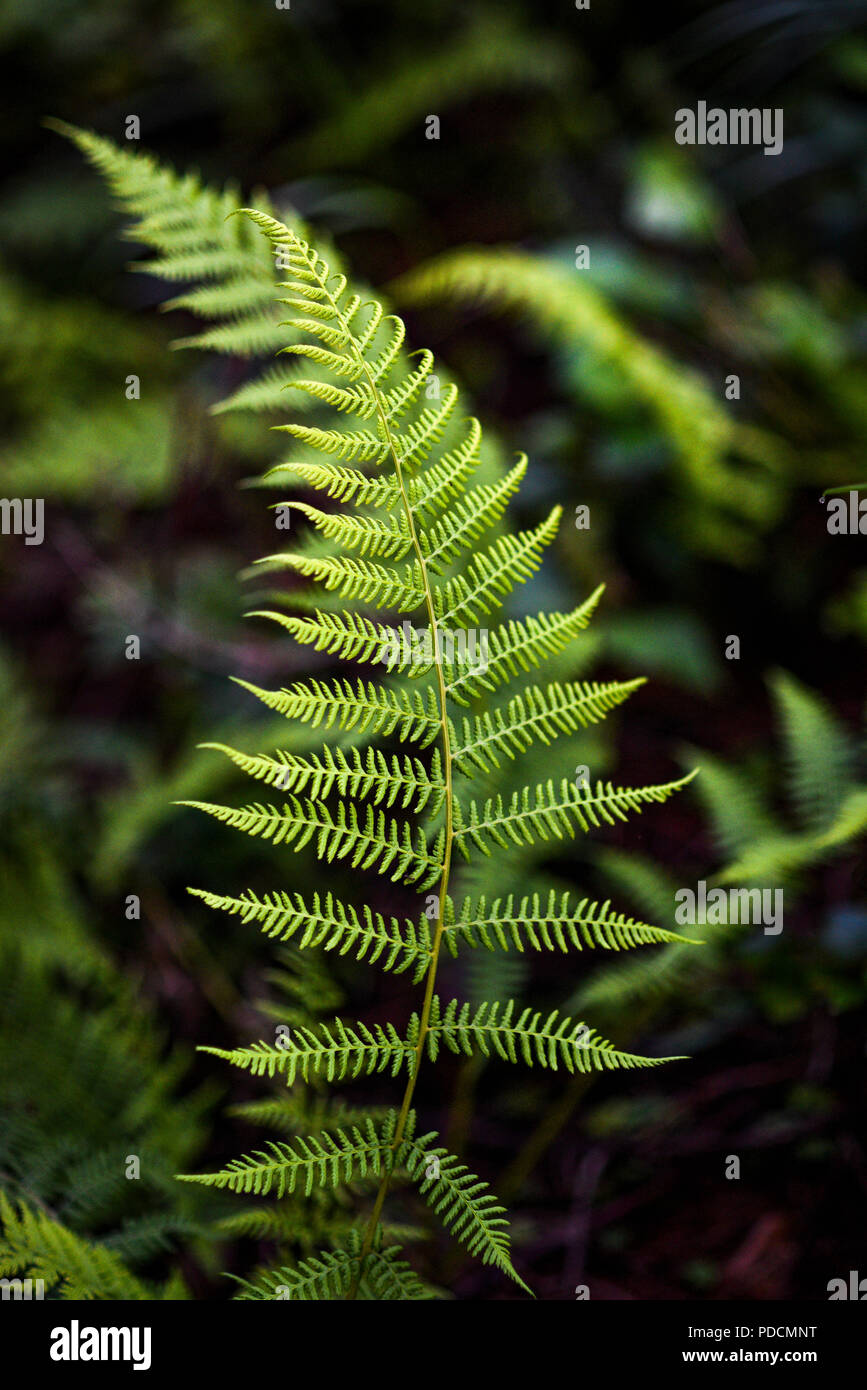 Fern leaf in the summer forest Stock Photo - Alamy