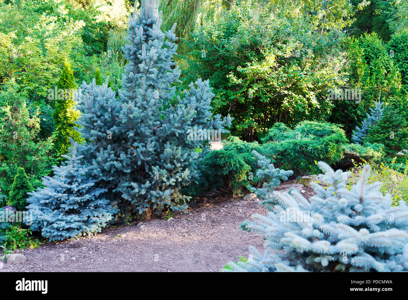 Blue spruce, green spruce, blue spruce, with the scientific name Picea pungens, is a species of spruce tree. Selective focus. Stock Photo