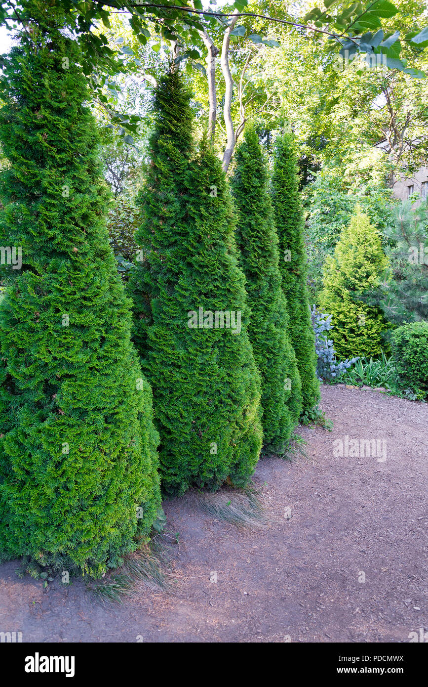Canadian spruce conic, beautiful green tree close - up four pieces on a summer day. Stock Photo