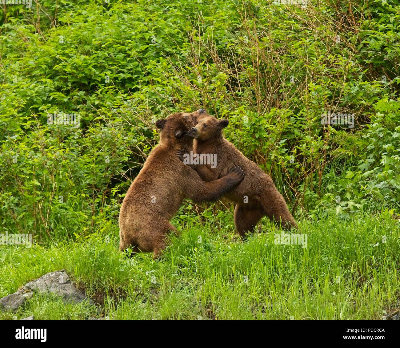 Grizzly Bears Mating in Great Bear Rainforest, British Columbia, Canada Stock Photo