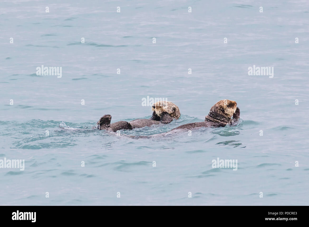 A pair of Sea Otters or Enhydra lutris in the water off Valdez Alaska Stock Photo