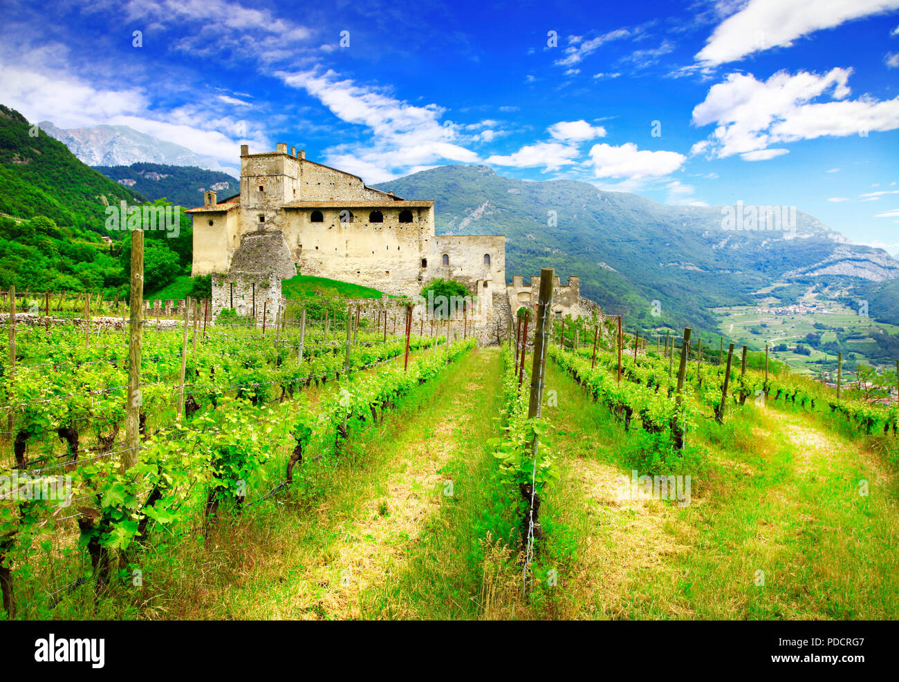 Impressive vineyards and old castle,Tuscany,Italy. Stock Photo