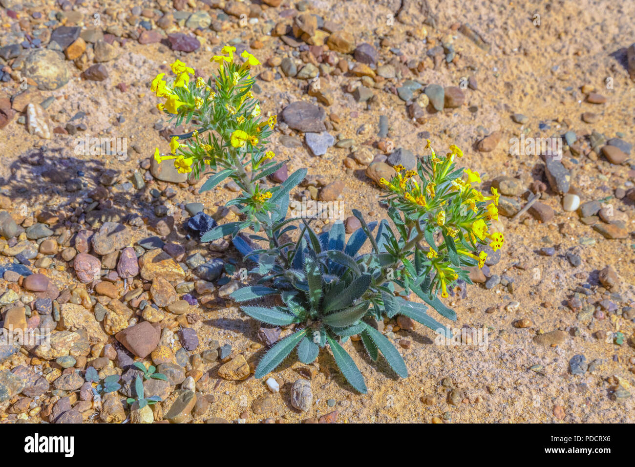 Yellow flower in the Altyn Emel Nature Park, Kazakhstan Stock Photo Alamy