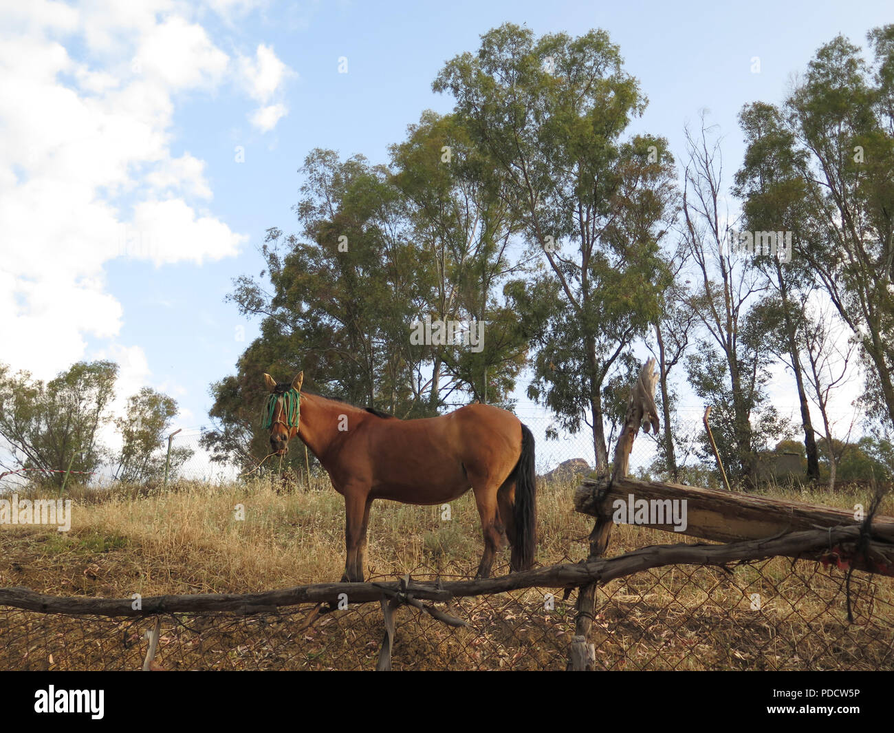 Brown horse in field against eucalyptus trees in Andalusian countryside Stock Photo Alamy