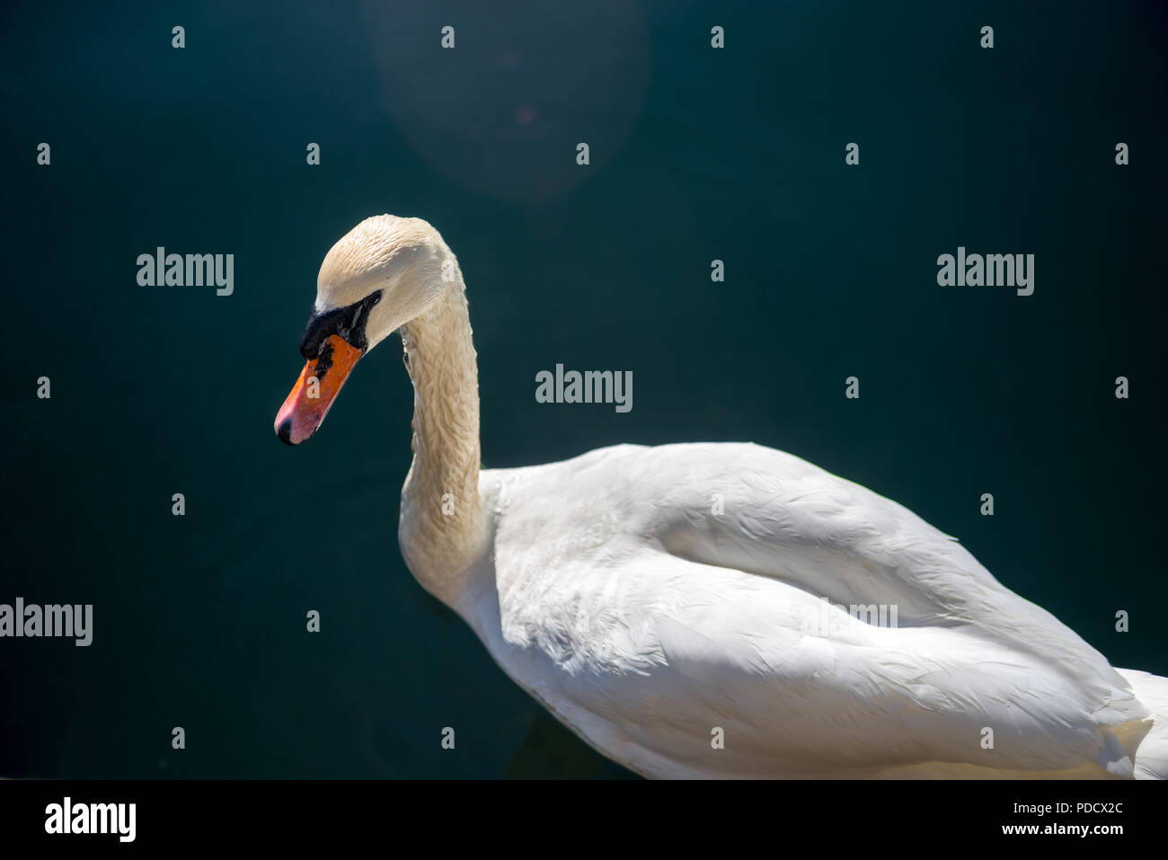 close-up view of beautiful white swan swimming on water Stock Photo - Alamy
