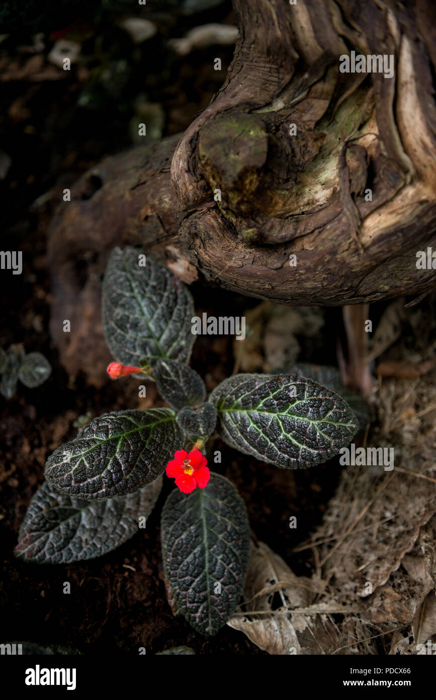 close up view of episcia lilacina and green leaves Stock Photo