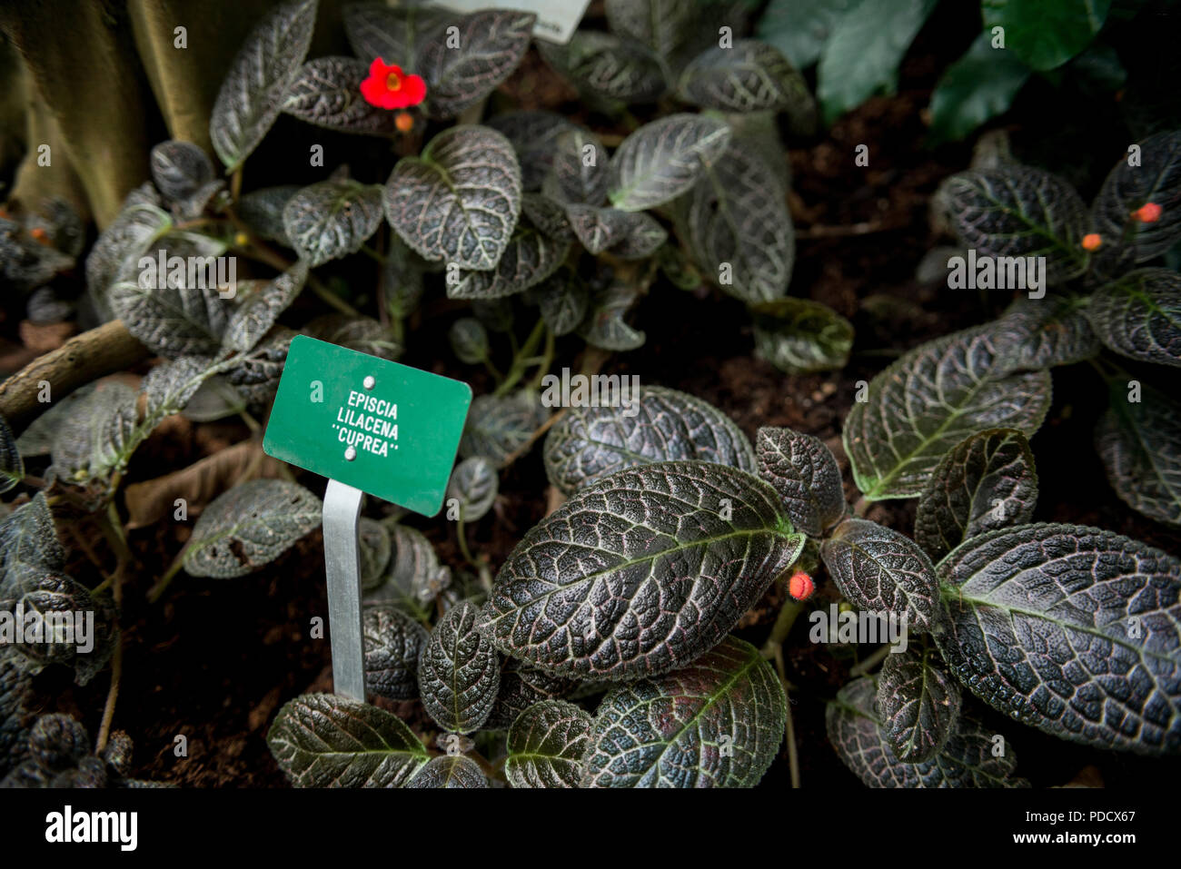 close up view of episcia lilacina flower and green leaves with signboard Stock Photo