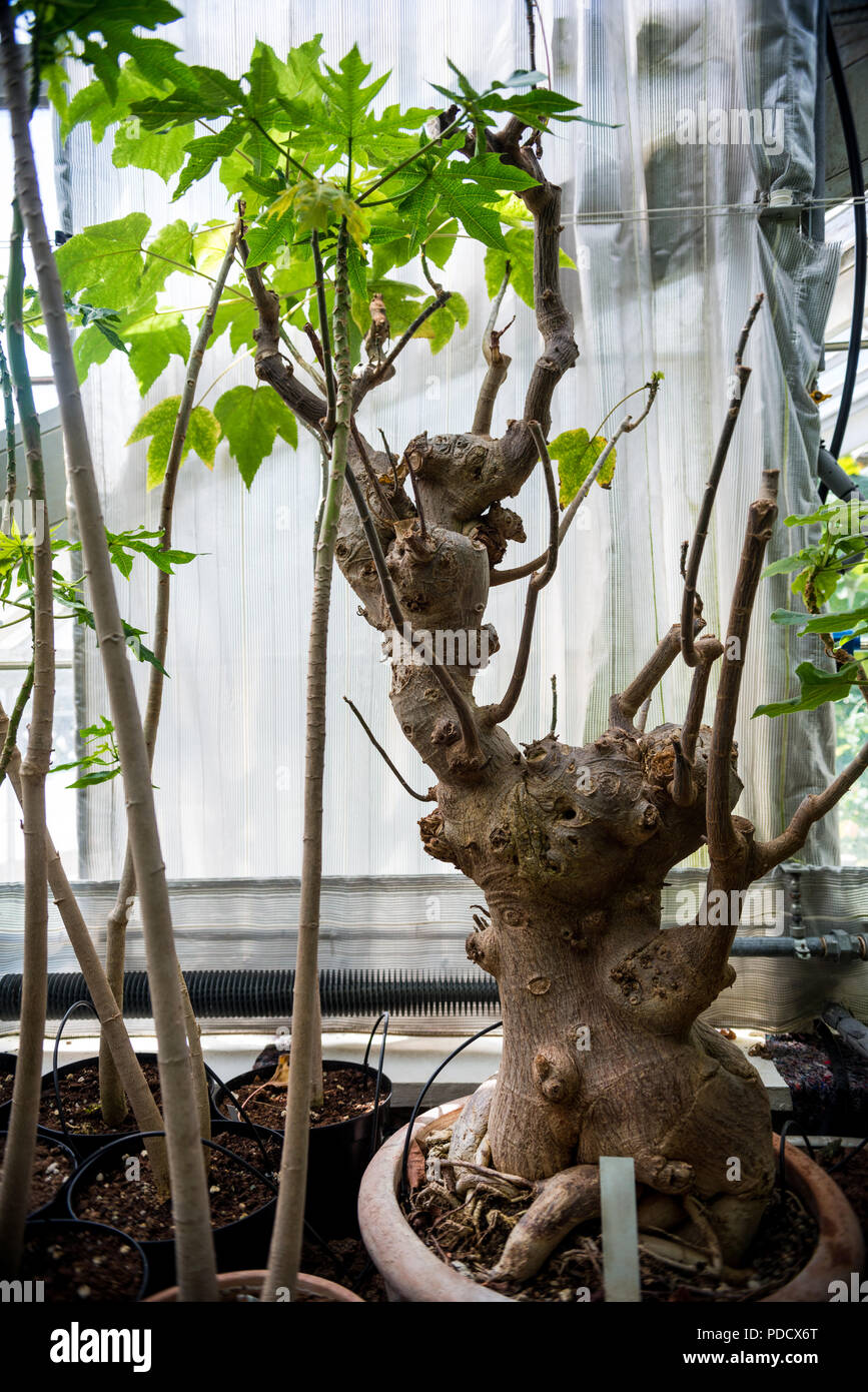 Bonsai trees in pots hires stock photography and images Alamy