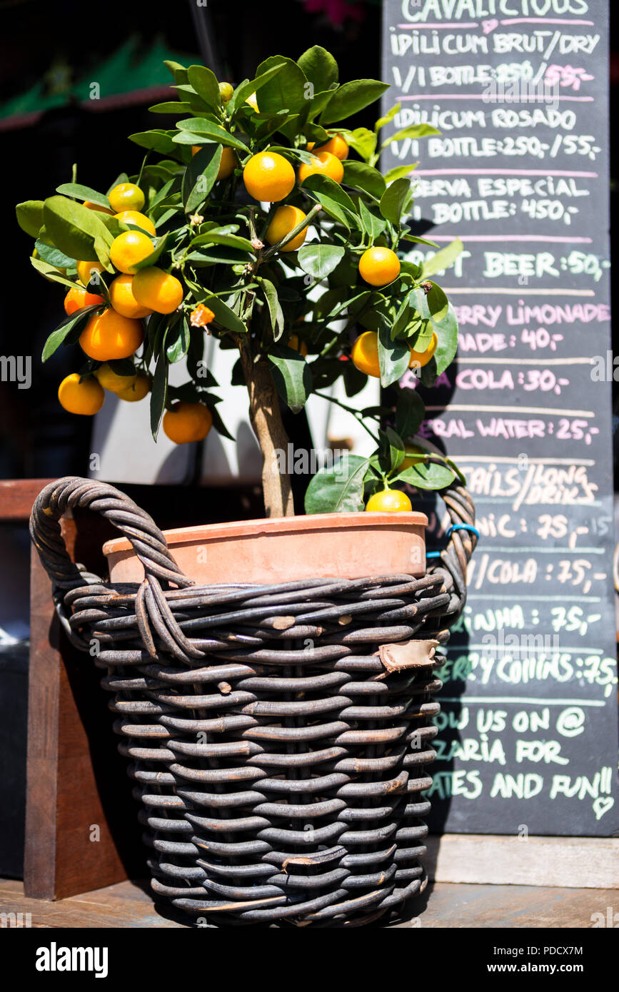 Close up view of tangerines with green leaves in potted plant and wicker basket in front of chalk board with letterings Stock Photo