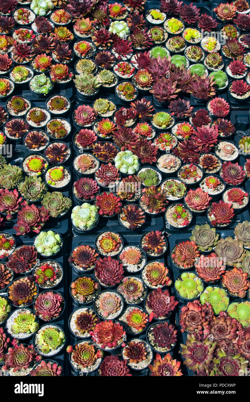 Display of Sempervivum commonly known as houseleeks at RHS Tatton Park flower show Cheshire England UK Stock Photo