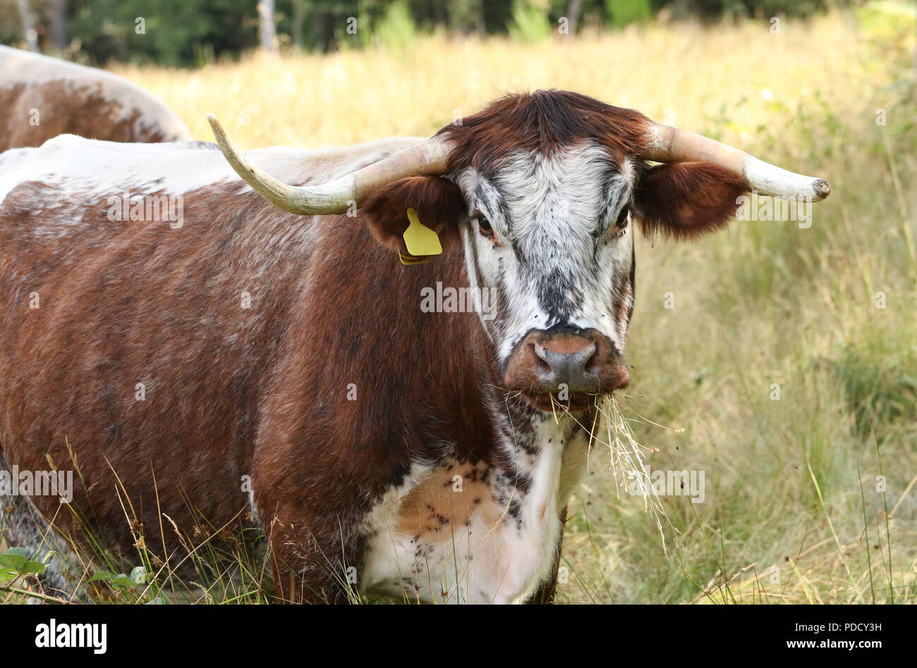 English longhorn cattle hi-res stock photography and images - Alamy