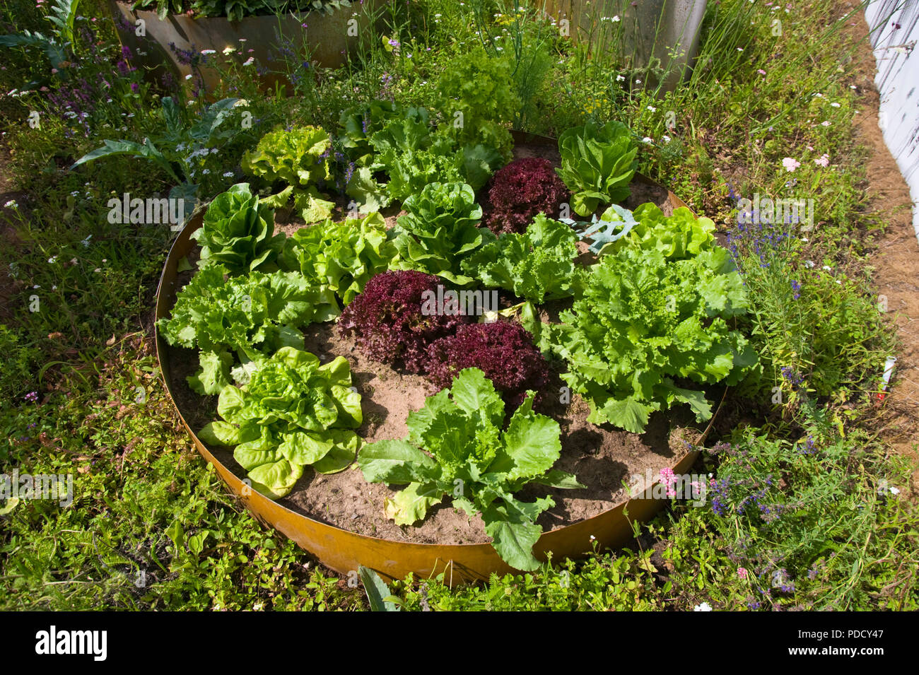 Lettuce growing in a circular container at RHS Tatton Park flower show Cheshire England UK Stock Photo