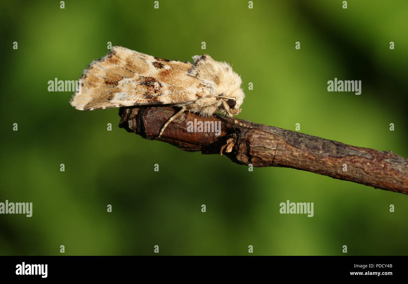 A pretty Dusky Sallow Moth (Eremobia ochroleuca) perching on a twig. Stock Photo