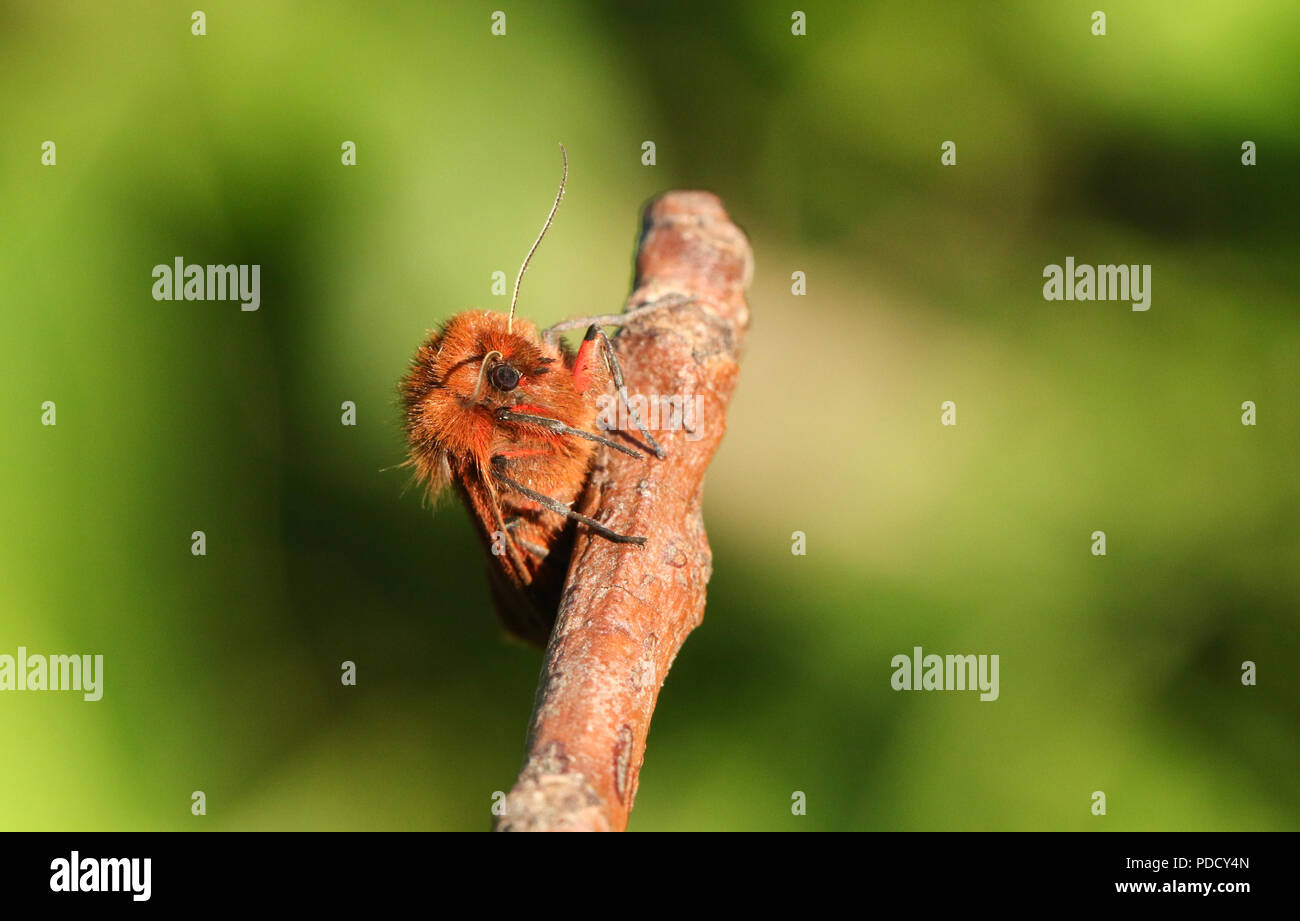 A pretty Ruby Tiger Moth (Phragmatobia fuliginosa) perching on a twig. Stock Photo