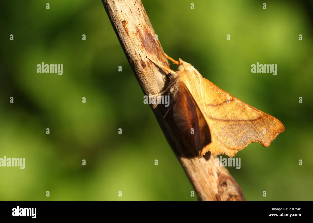 A pretty Dusky Thorn Moth (Ennomos fuscantaria) perching on a plant stem. Stock Photo