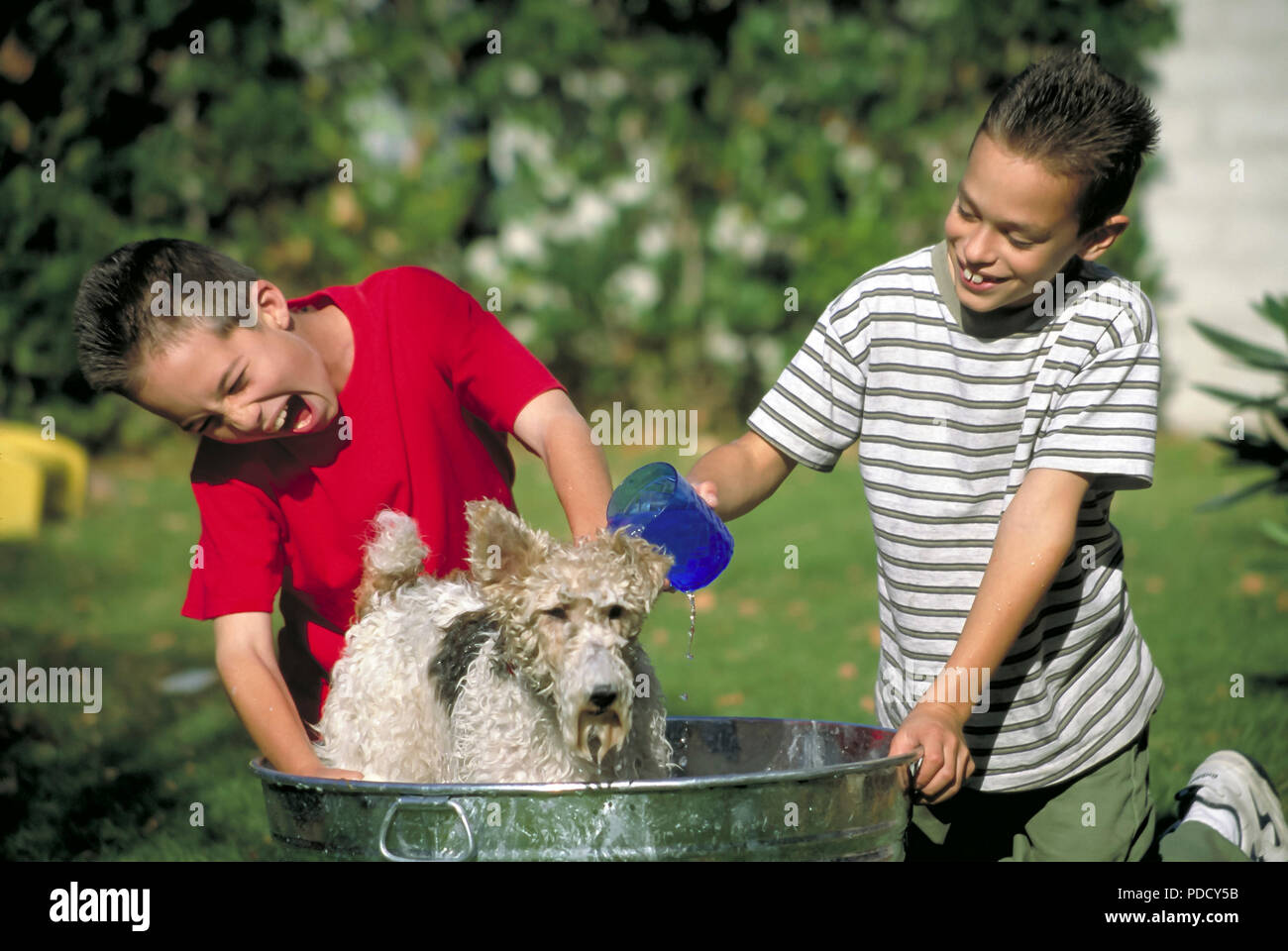 Two boys washing dog  © Myrleen Pearson  ...Ferguson Cate Stock Photo