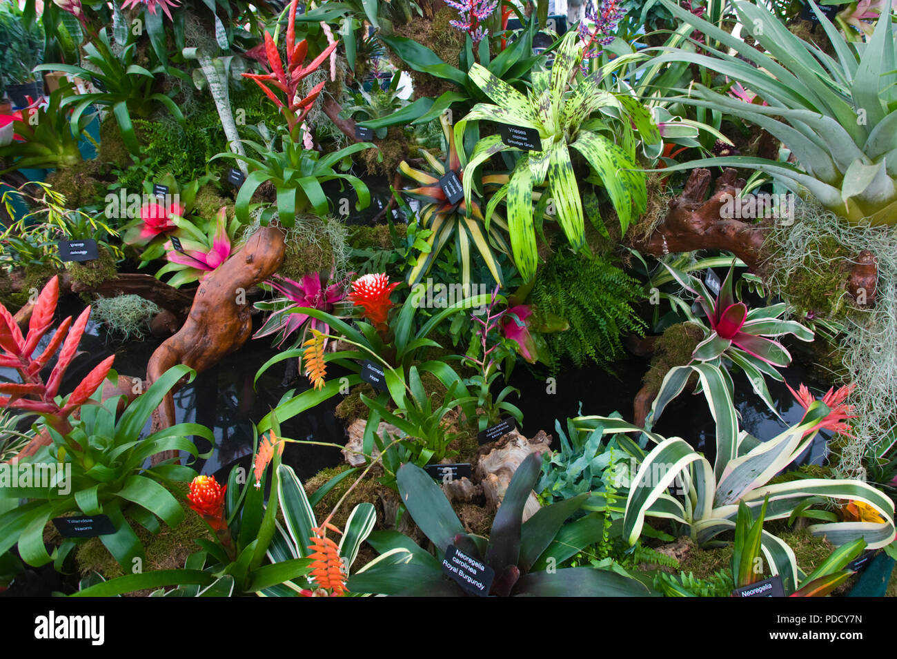 Exotic plant display at RHS Tatton Park flower show Cheshire England UK Stock Photo