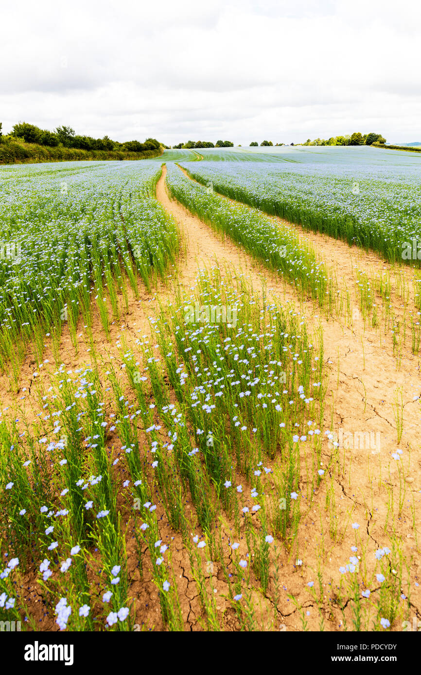 Linseed crop, Linseed, Linseed farm crop, Linseed field, Linseed plants, Linseed flower, Linseed flowers, Linseed flowering, flaxseed, flax seed, UK Stock Photo