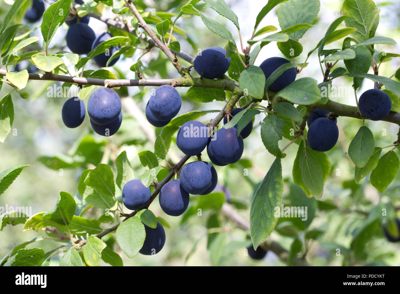 Prunus insititia 'Delma'. Damson 'Delma' fruit on the tree. Stock Photo