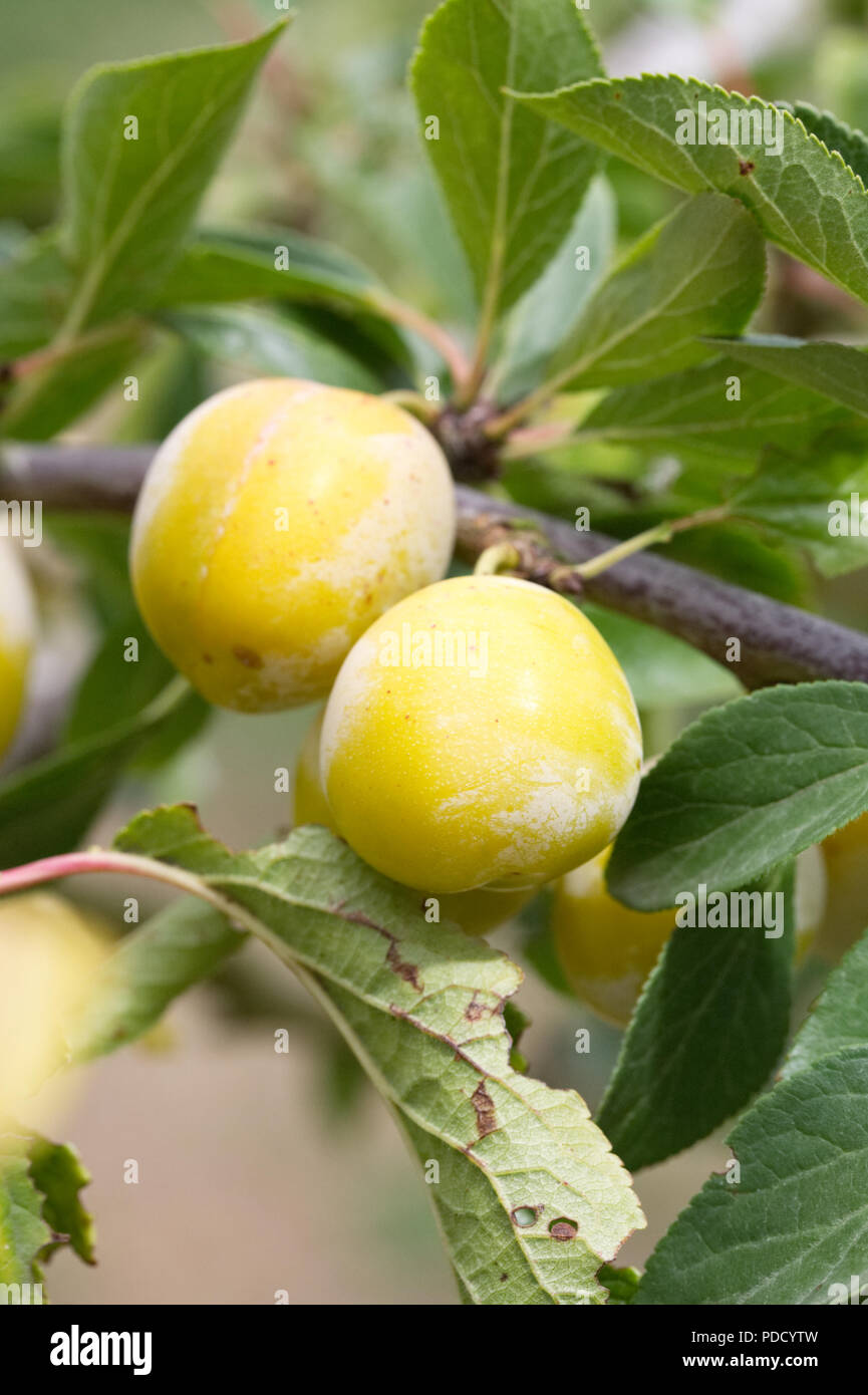 Prunus insititia 'Mirabelle de Nancy' . Plum 'Mirabelle de Nancy'. Stock Photo