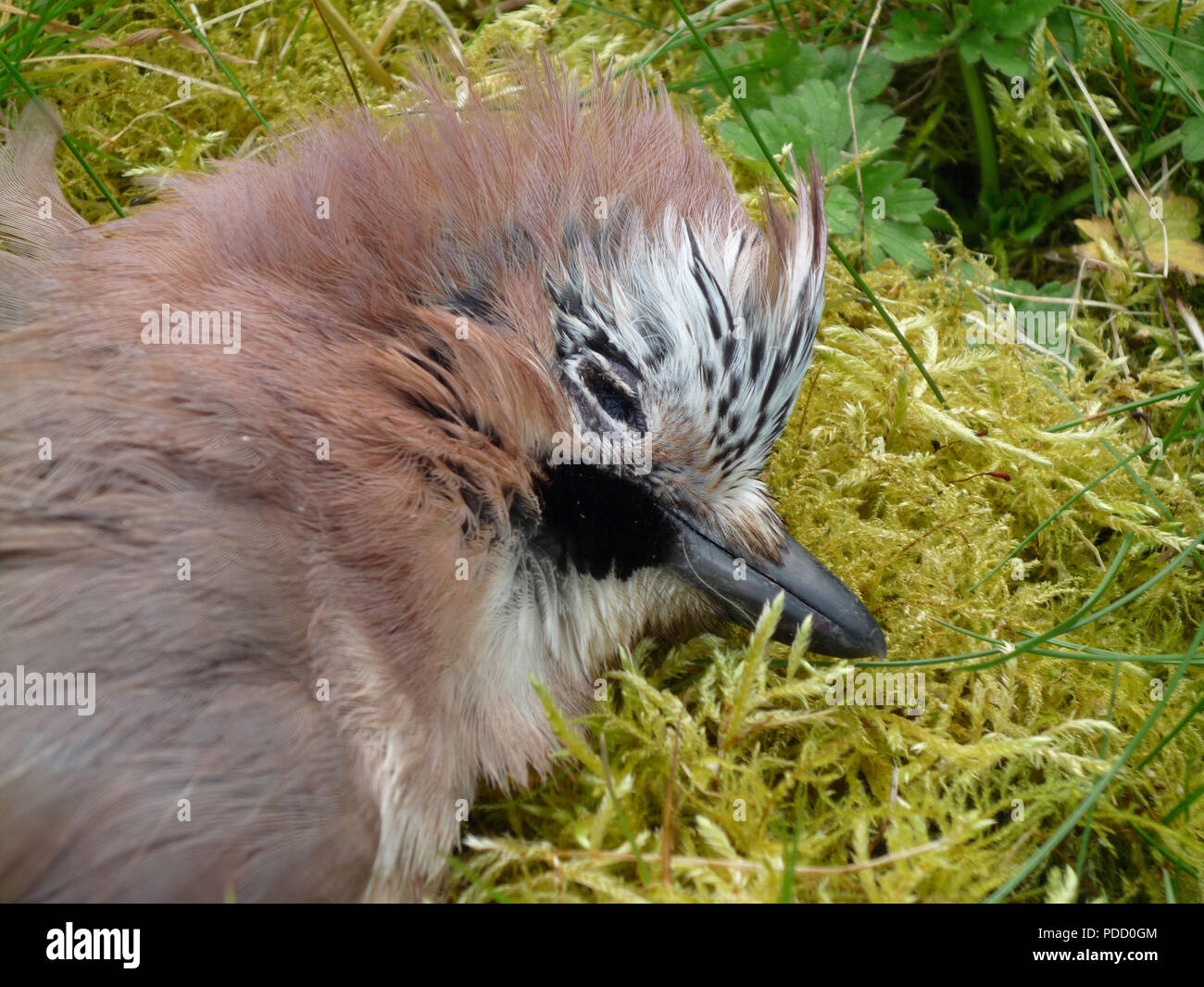 Eurasian Jay bird killed. Garrulus glandarus Stock Photo - Alamy