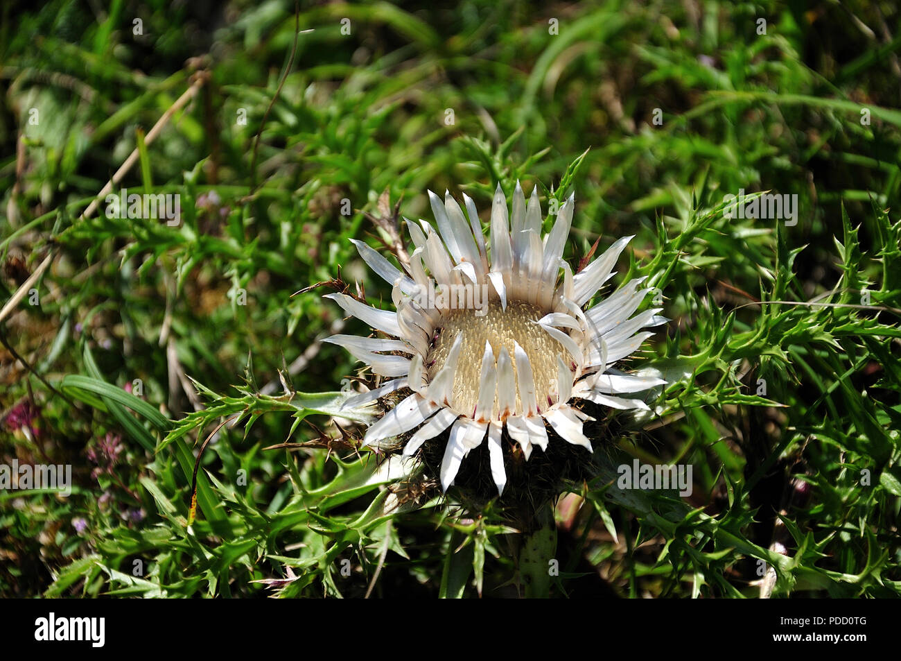 closeup of a flower of a stemless carline thistle, carlina acaulis, with silver colored petals Stock Photo