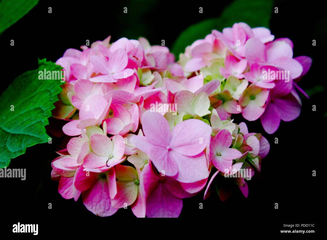 Pink Hydrangea Beauty Stock Photo