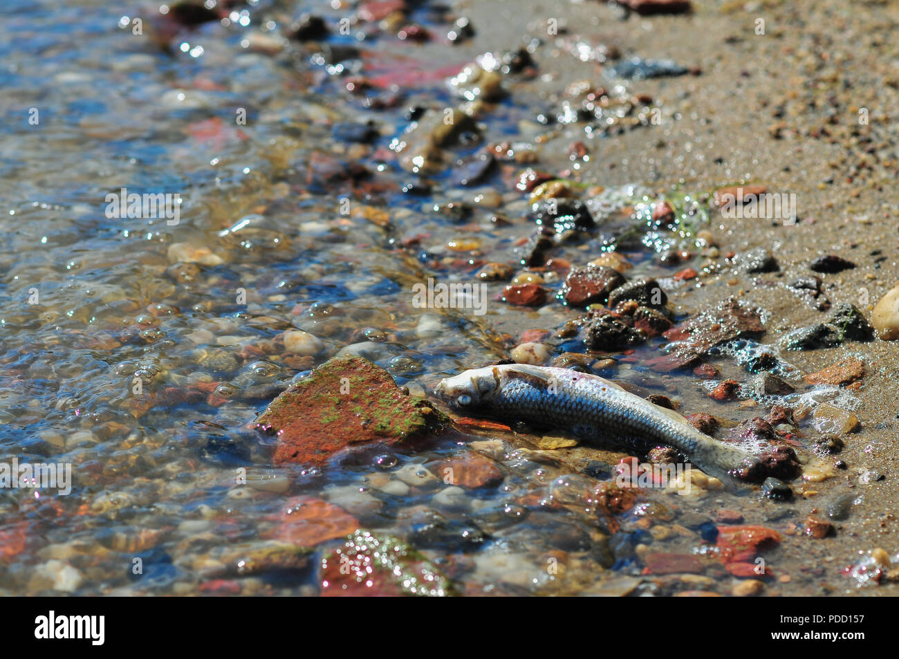 Dead zander fish  (Sander lucioperca) on the shore of the lake. Mietkow lake, Poland Stock Photo
