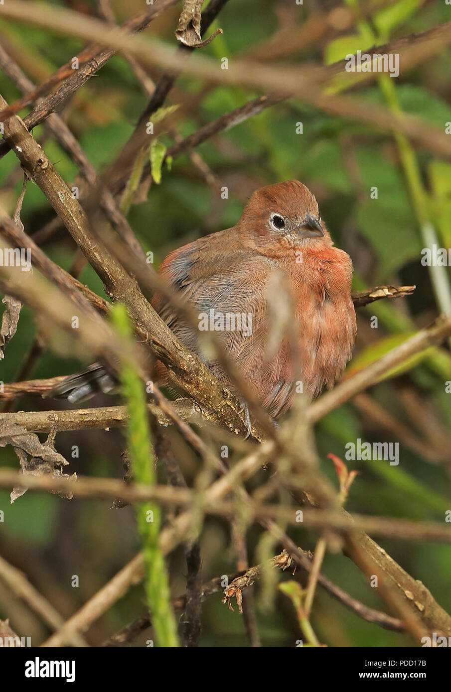 Red Spiny Concho Stud *Native main image 1
