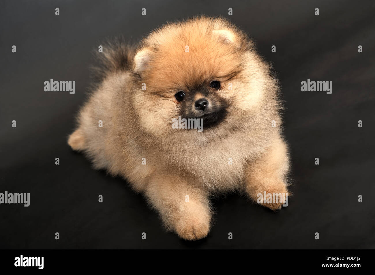 Portrait of Pomeranian Spitz Stock Photo