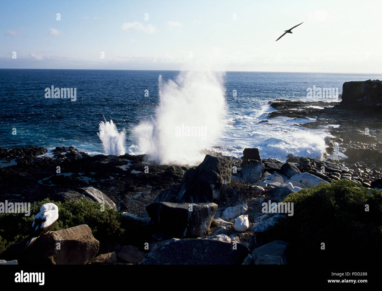 Blow hole' and waved albatross on the Espanola Island, Galapagos Island Stock Photo