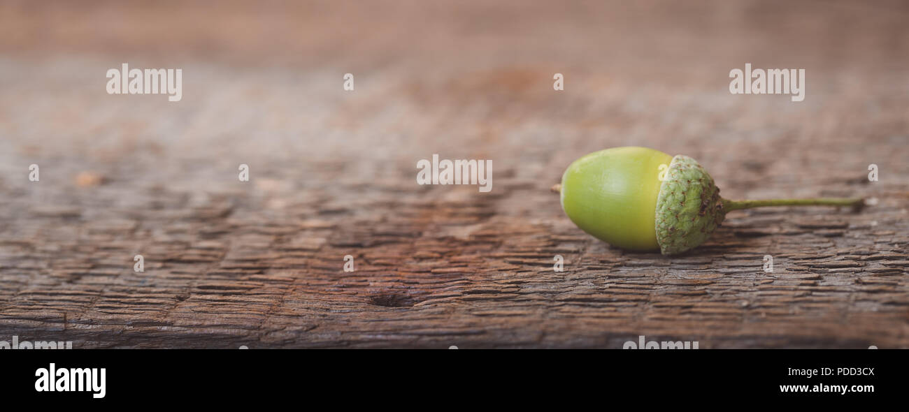 Green Acorns On The Rustic Wooden Background Banner Toned Stock