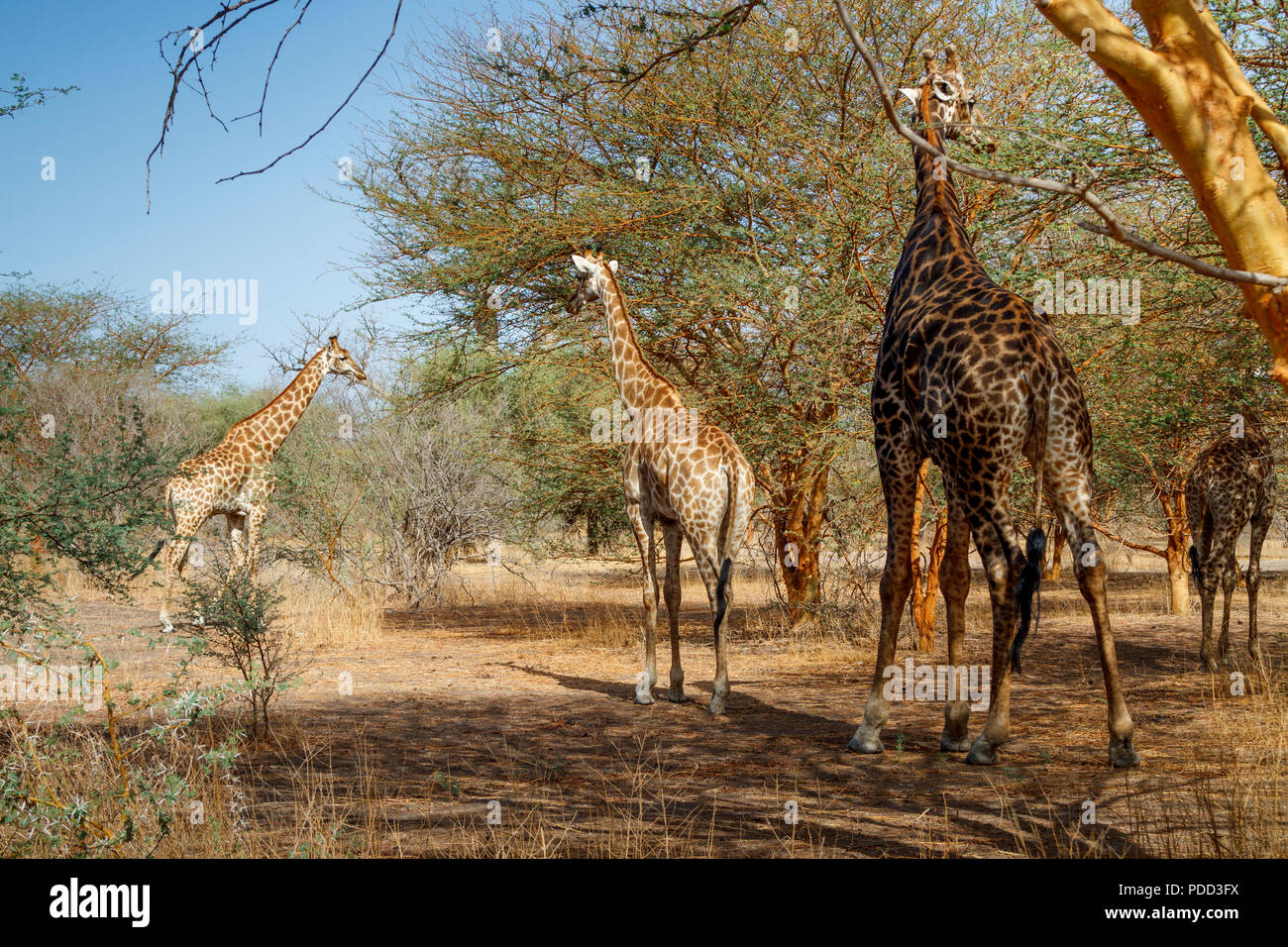 Group giraffes in bush in hi-res stock photography and images - Alamy