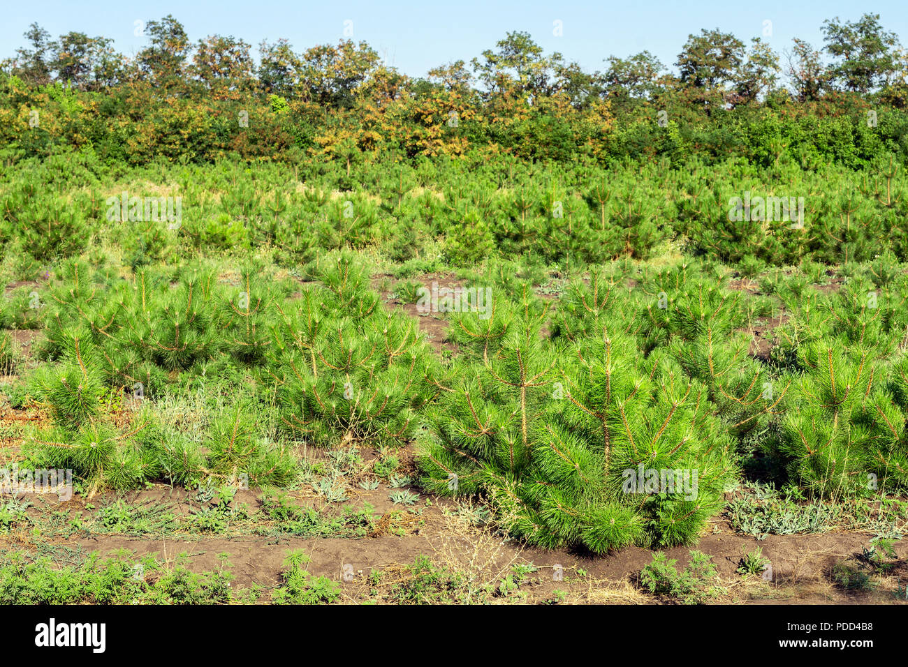 Rows of small bright pine trees at coniferous nursery garden. Growing young conifers at open air gardening plantation Stock Photo