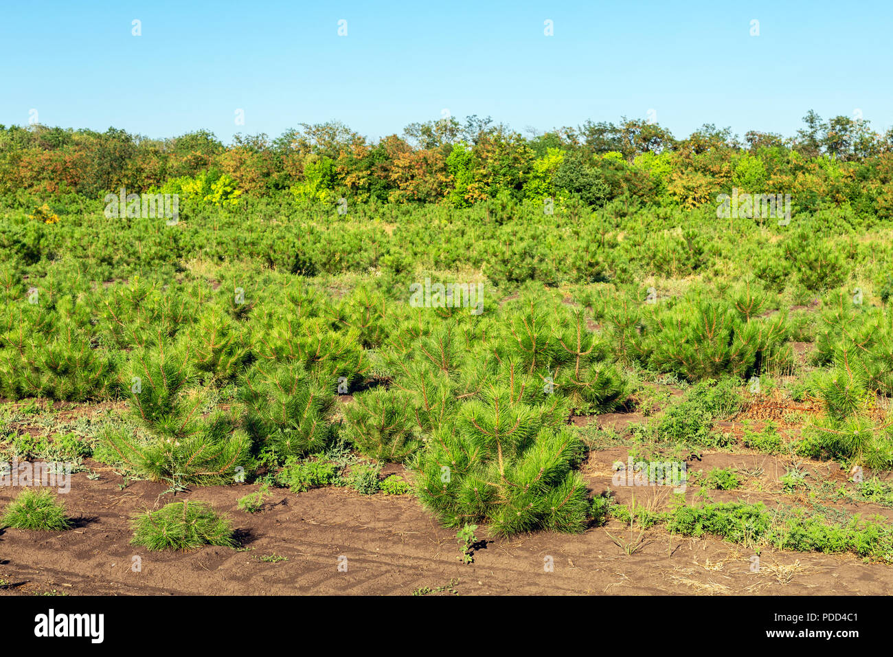 Rows of small bright pine trees at coniferous nursery garden. Growing young conifers at open air gardening plantation Stock Photo